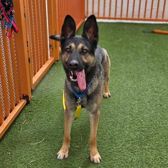 Dog standing on artificial turf inside a wooden playpen, tongue out and wearing a blue collar with a yellow harness/leash visible.