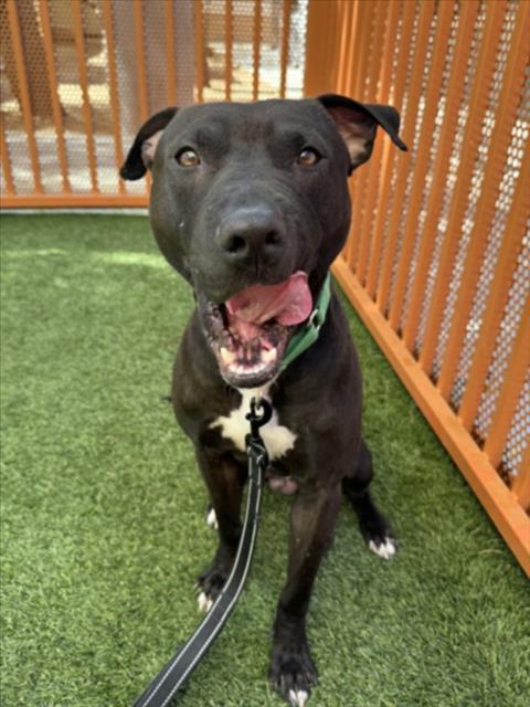 Happy black dog on a leash in a fenced yard with green artificial grass, tongue out of its mouth.