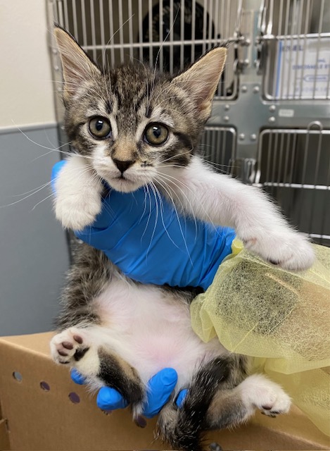 Tabby kitten held gently by a gloved hand (blue gloves) in a veterinary clinic, with a cage in the background.