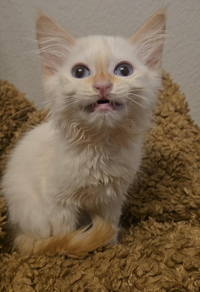 White fluffy kitten with pale orange markings on ears and tail sits on a brown plush blanket, mouth slightly open.