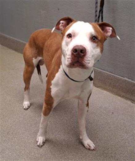 Brown and white pit bull mix standing on a leash indoors, looking at the camera.