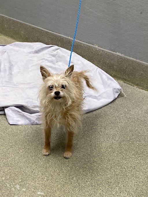 Small scruffy dog on a blue leash standing on a concrete patio beside a pale sheet.