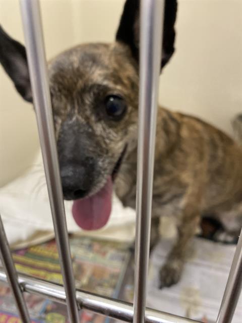 Small brindle dog with pink tongue hanging out, seen through the metal bars of a crate.