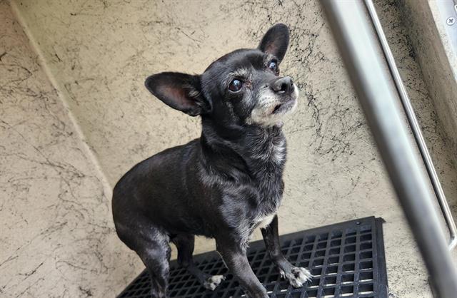 Small black and gray chihuahua standing on a metal grate, ears perked and looking up.