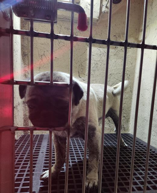 Small tan dog inside a metal crate, facing the camera with bars in the foreground and a textured wall behind.