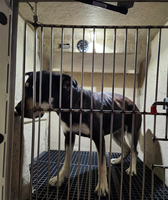 Young black-and-white dog standing inside a metal kennel, looking toward the left on a grated floor.
