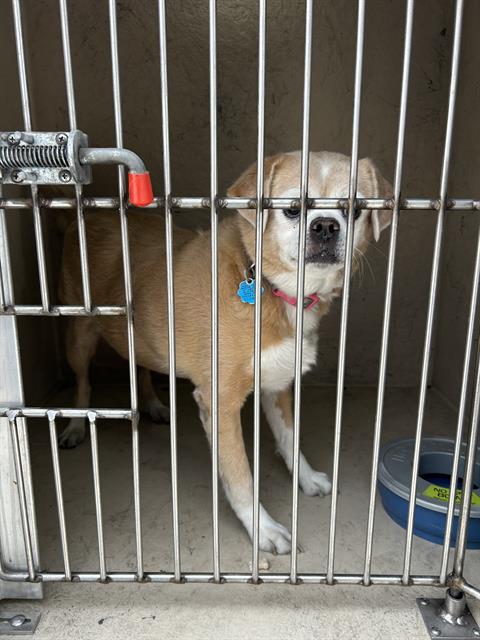 Dog with tan and white fur sits inside a metal kennel, pink collar with blue tag, looking toward the camera; a water bowl and latch are visible inside the crate.