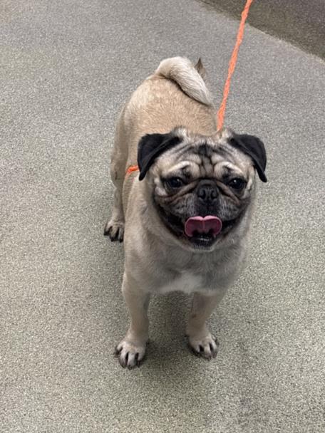 Pug on an orange leash standing on a gray floor, facing the camera with its tongue out.
