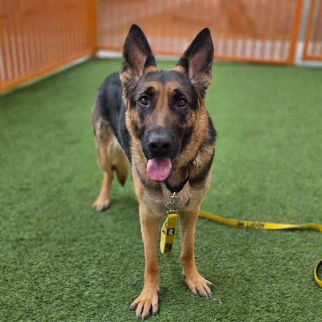 German Shepherd standing on green artificial turf inside a fenced area, wearing a yellow leash attached to a collar and looking at the camera with tongue out.