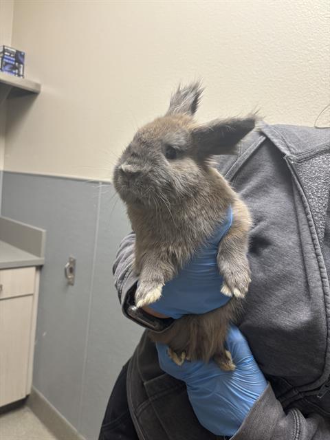 Brown rabbit with upright ears being held by gloved hands in a veterinary clinic.
