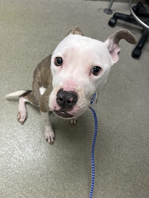 Young white and brown dog sits on a grey floor, looking up at the camera with a blue leash attached to a collar.