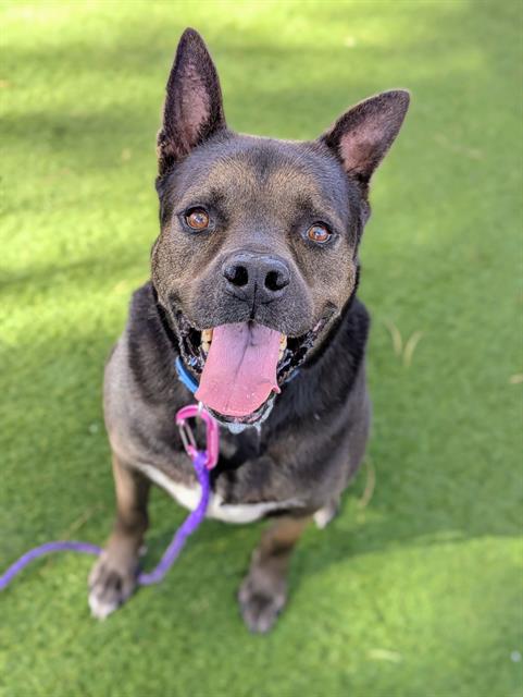 Happy dog sitting on green grass, tongue out, wearing a blue collar and purple leash, looking at the camera in a park setting