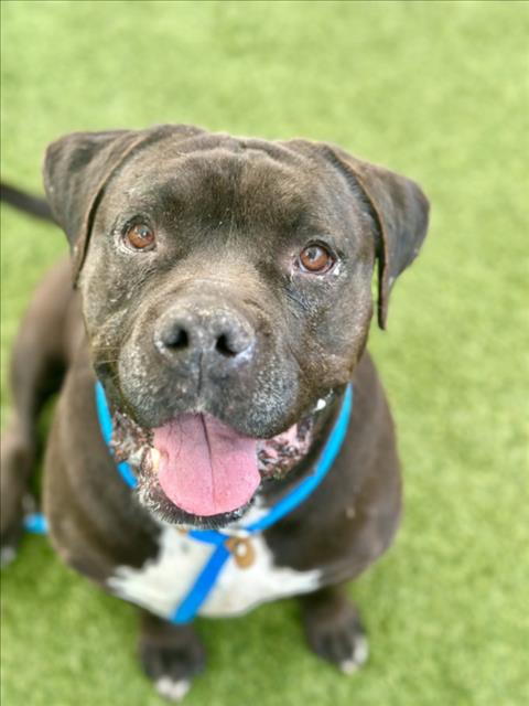 Brown dog wearing a blue collar sits on green grass, tongue out and looking at the camera.