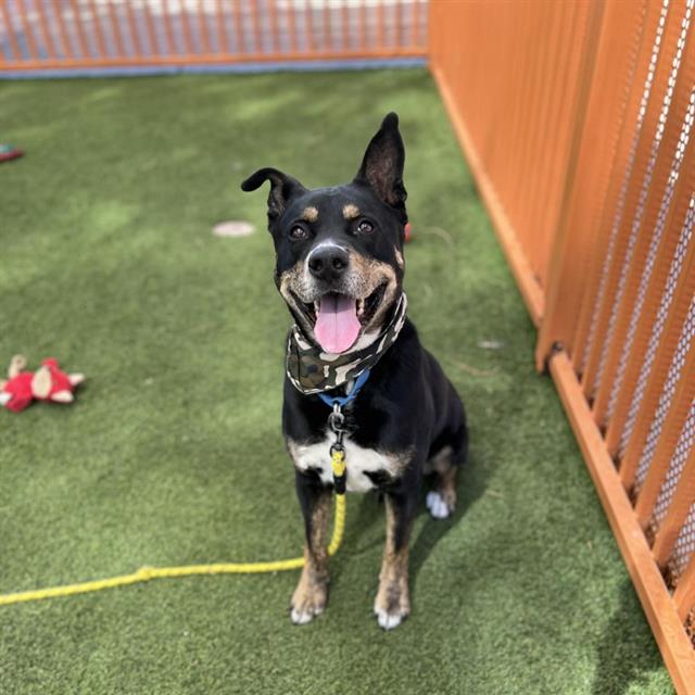 Happy black-and-tan dog sitting on artificial grass inside a fenced yard, wearing a camo bandana and blue collar with a yellow leash.