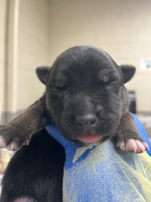 Tiny newborn puppy with closed eyes being gently held, pink nose and tiny paws visible on blue fabric.