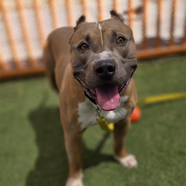 Friendly dog with brown coat, white chest, and pink tongue out, standing on green turf in a fenced yard. It looks happy and excited.