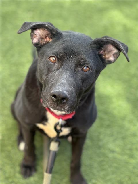 Black dog with brown eyes looking up at the camera on green grass, wearing a red collar and a beige leash.