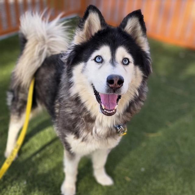 Happy husky with blue eyes standing on grass, wearing a yellow leash with an orange fence behind it.
