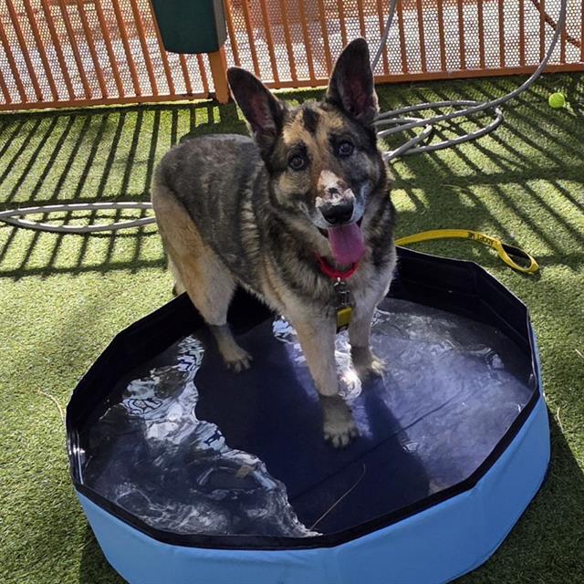 German Shepherd in a blue plastic pool, paws wet, panting with tongue out on artificial grass outside.