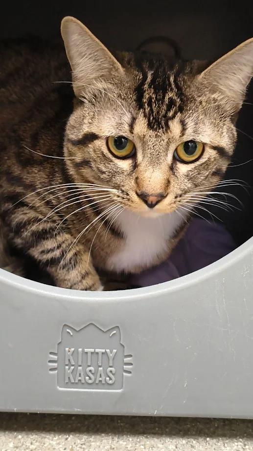 Domestic tabby cat with amber eyes peeking over the edge of a light gray plastic pet bed labeled 'Kitty Kasas'.