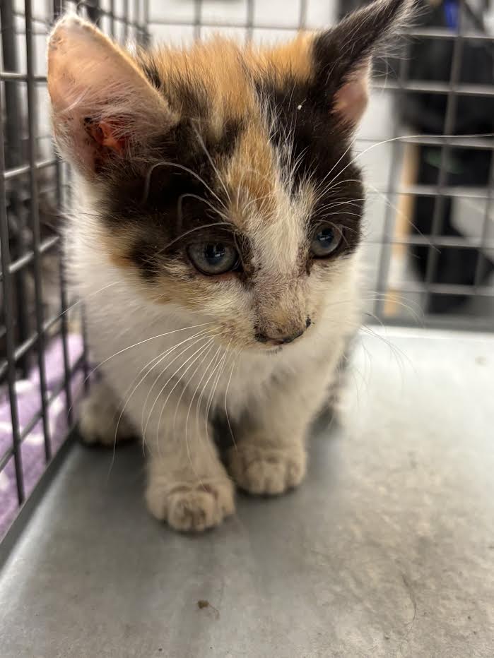 Calico kitten in a metal cage, looking down with blue eyes.