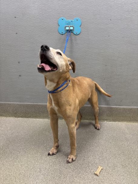 Tan dog on a blue leash tied to a wall mount, looking up with mouth open in a gray outdoor area.