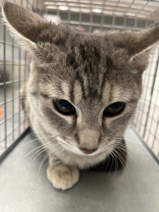 Gray tabby kitten crouching inside a metal cage, looking downward with big blue-gray eyes.