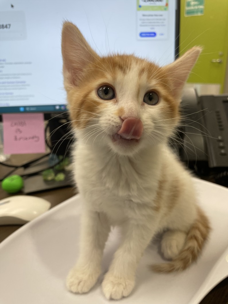 Orange-and-white kitten sits on a white curved surface in an office, licking its nose with a computer monitor in the background.