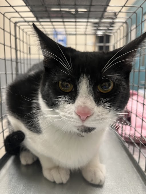 Black and white cat with pink nose crouches in a metal cage, looking at the camera in a shelter setting.