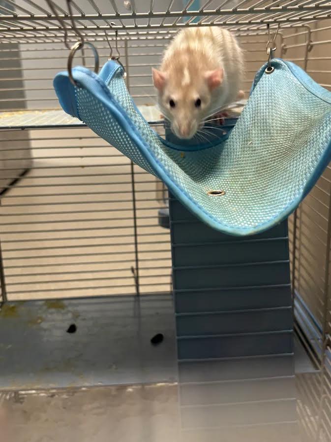 Beige rat sitting on a blue hammock inside a metal cage, looking toward the camera.