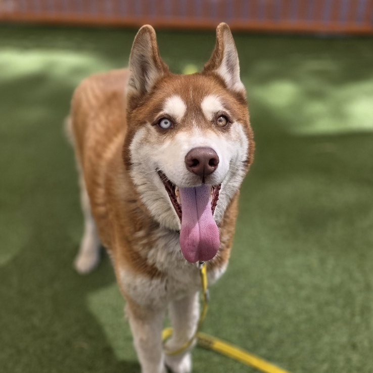 Happy husky with a pink tongue hanging out, standing on green grass with a yellow leash visible.