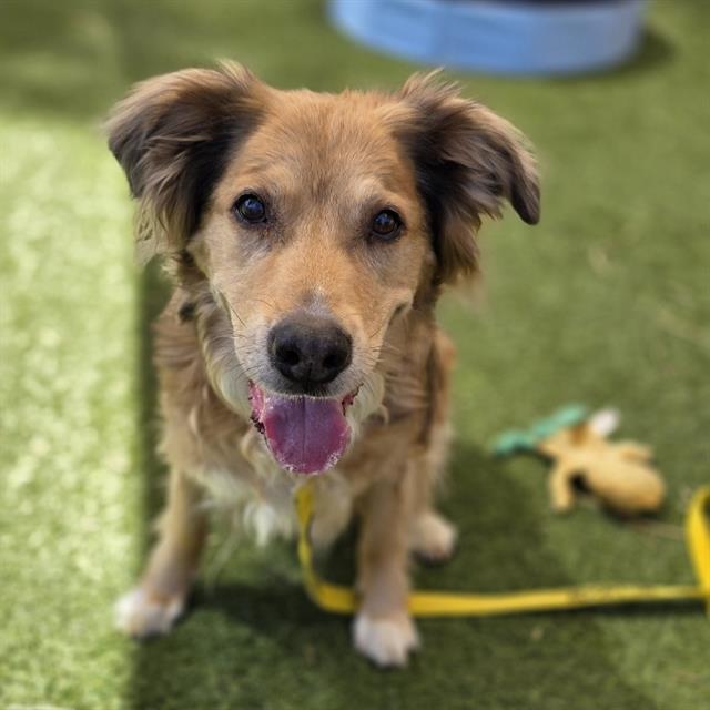 Happy brown dog with floppy ears on a yellow leash, tongue out, looking at the camera on artificial grass.