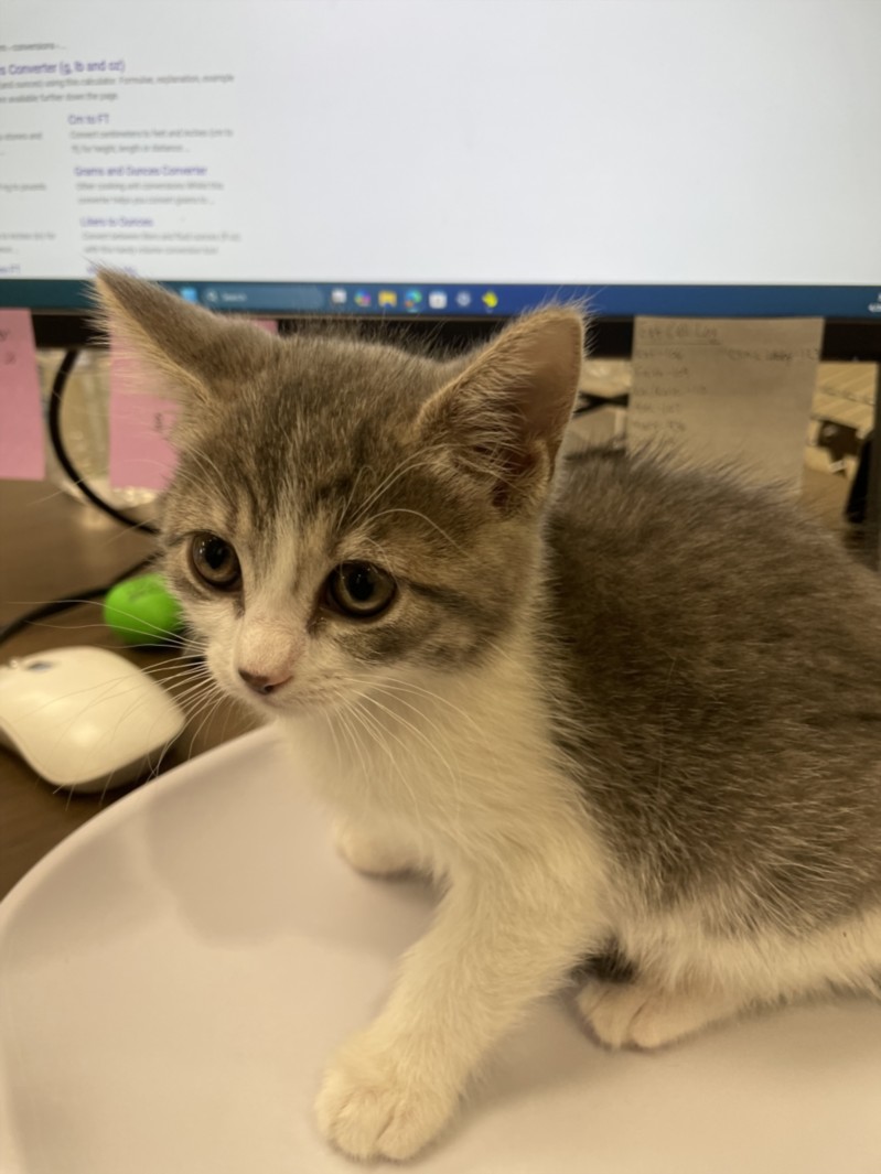 Gray and white kitten sitting on a desk near a computer monitor, looking at the camera in an office setup.