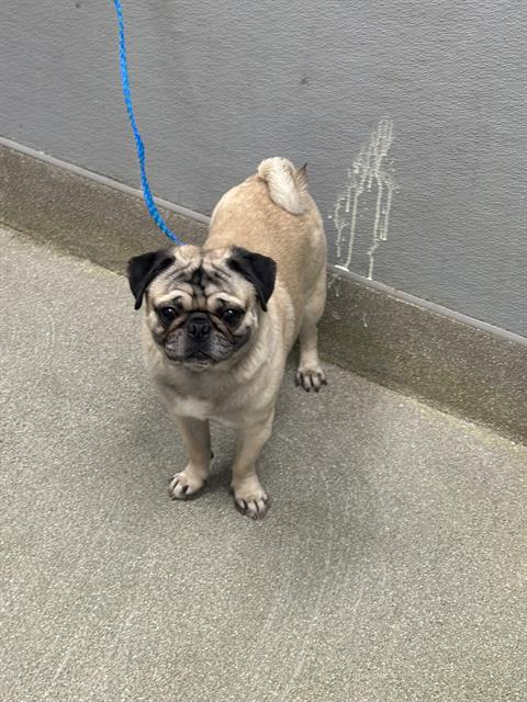 Fawn pug on a blue leash standing on concrete pavement beside a gray wall.