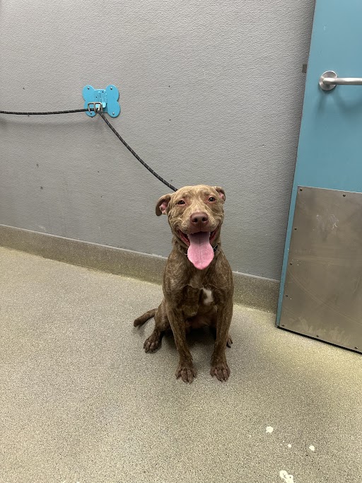 Brown pit bull mix sitting on a speckled floor with its tongue out, leash secured to the wall in a gray room near a blue door.