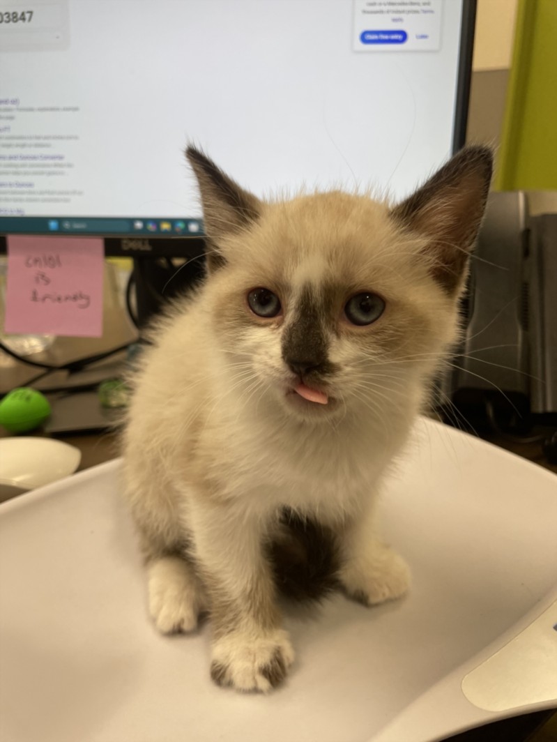 Cream-colored kitten with a dark masked face sits on a desk near a computer monitor, tongue sticking out playfully.