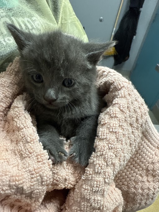 Gray kitten wrapped in a pink towel being held by a person with a soft blanket around it.