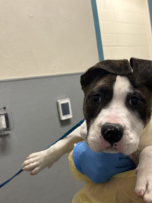Close-up of a young dog with a white muzzle and dark patches in a veterinary clinic, held by gloved hands.