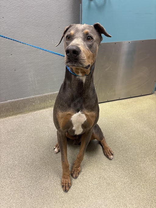 Medium-sized dog with a brown coat and white chest sits on a beige floor, blue leash attached, indoors near a metal door panel.