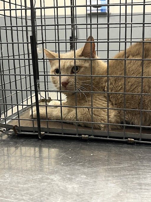Orange tabby cat lying in a metal cage on a stainless steel table, looking at the camera in a shelter or clinic setting