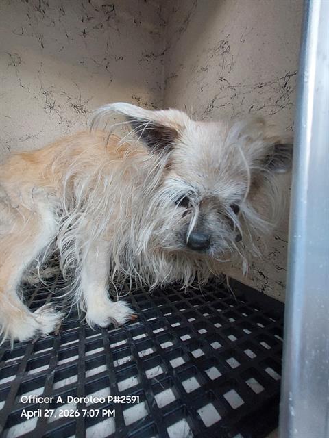 Small shaggy tan dog in a shelter cage, looking downward on a grated floor in a dim corner.