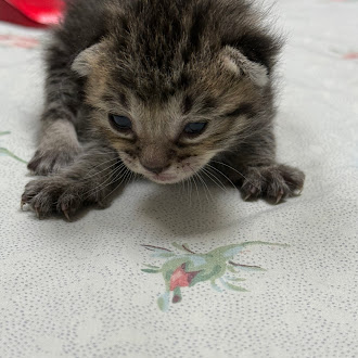 Very young tabby kitten on a light floral blanket, leaning forward with tiny paws outstretched.