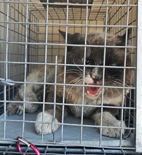 Black and white cat inside a metal cage, mouth open as if meowing or growling.