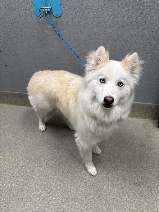 White fluffy dog with blue eyes on a blue leash, standing on a gray concrete floor by a gray wall.
