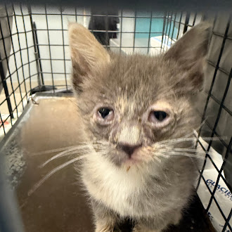 Young gray kitten with wet fur inside a metal cage, looking at the camera.