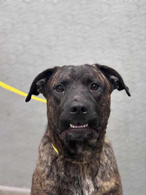 Brindle dog on a yellow leash looking at the camera against a gray wall.