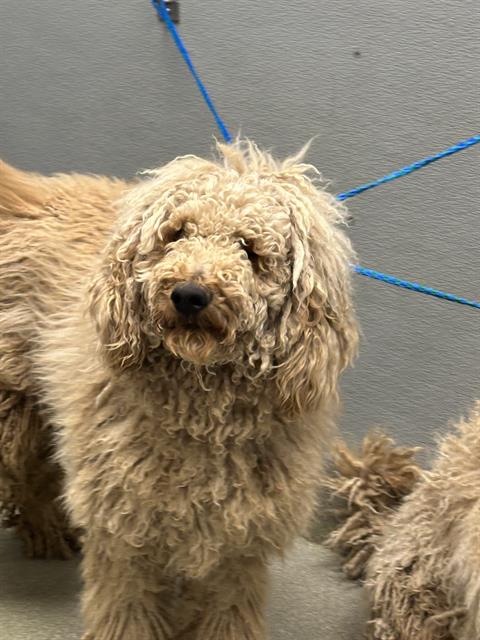 Fluffy beige curly-haired dog on a blue leash, standing indoors against a gray wall.