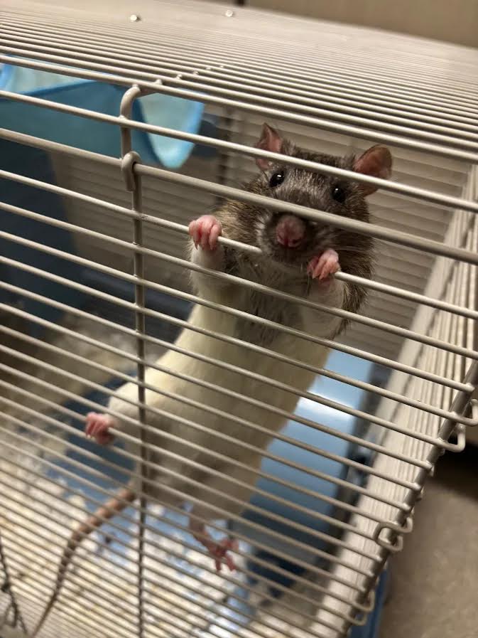 A small gray rat grips cage bars with pink paws, peering out from its metal cage.