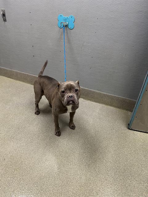 Brown pit bull mix on a blue leash stands in a gray-walled room, looking at the camera.