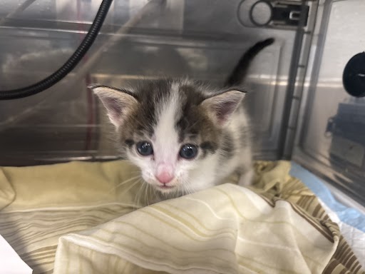 Young kitten with white and brown fur peeking from a yellow blanket inside a clear plastic enclosure.